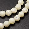 Shell Beads Strands SSHEL-E571-39-3mm-3