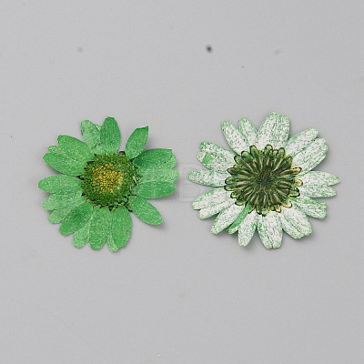 Pressed Dried Flowers DIY-WH0308-412H-1-1