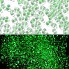 Luminous Glass Seed Beads X1-SEED-A033-07I-2
