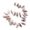 Natural Freshwater Shell Beads Strands SHEL-C001-03-2