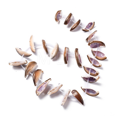 Natural Freshwater Shell Beads Strands SHEL-C001-03-1