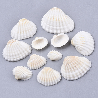 Natural Shell Beads SSHEL-S258-73-1
