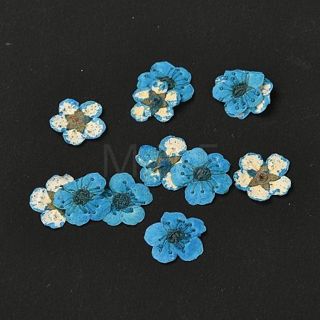 Narcissus Embossing Dried Flowers DIY-K032-60E-1