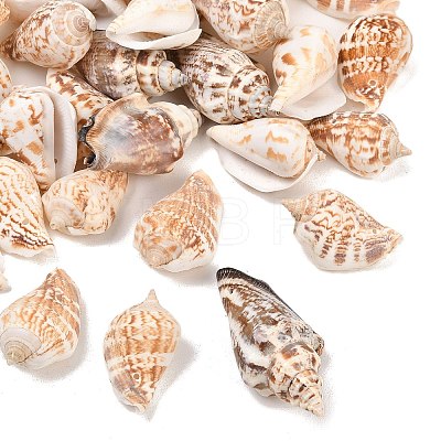 Natural Conch Shell Beads X-BSHE-O007-57-1