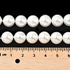 Shell Pearl Beads Strands BSHE-K015-10mm-04-2