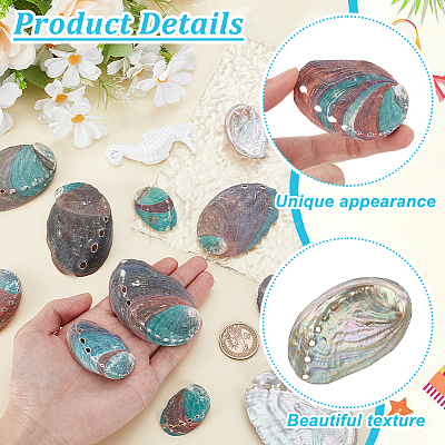 12Pcs 6 Styles Natural Abalone Shell Display Decorations DJEW-GA0001-69-1