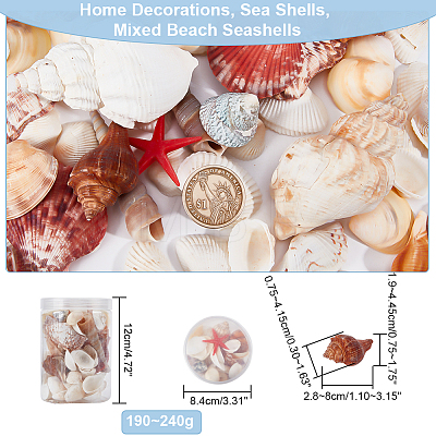 Natural Conch & Shell Beads SHEL-WH0005-01-1
