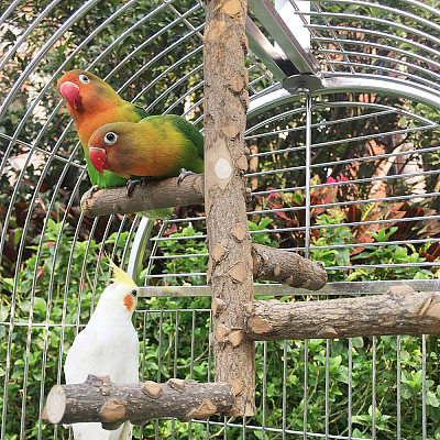 AHANDMAKER Satinwood Parrot Standing Twig AJEW-GA0002-79-1