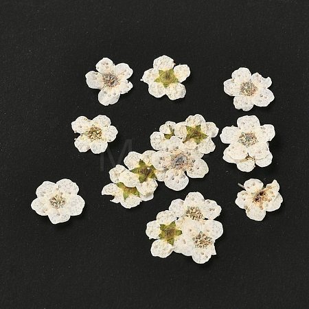 Narcissus Embossing Dried Flowers DIY-K032-60F-1