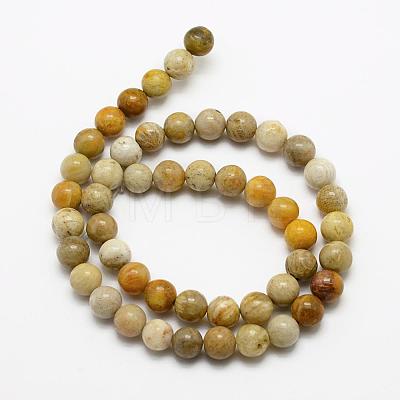 Natural Fossil Coral Beads Strands G-K194-8mm-05-1