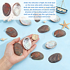 Natural Paua Shell Display Decorations DJEW-WH0042-148A-3