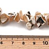 Natural Trochid Shell/Trochus Shell Beads Strands SHEL-B003-02A-4