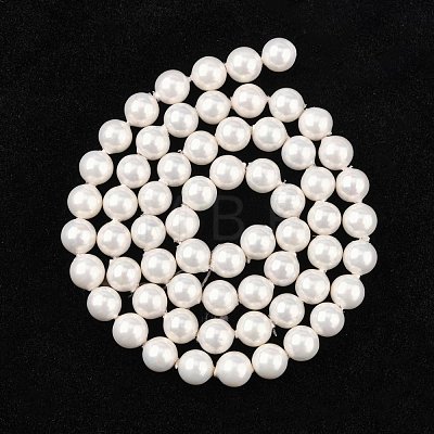 Shell Bead Strands BSHE-R146-6mm-02-1