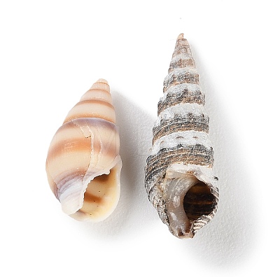 Natural Conch Shell BSHE-Z003-43-1