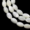 Natural Trochid Shell/Trochus Shell Beads Strands SH-CBA2978-09-2