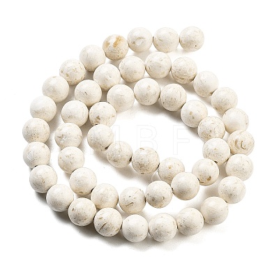 Natural Fossil Beads Strands G-H026-02C-1