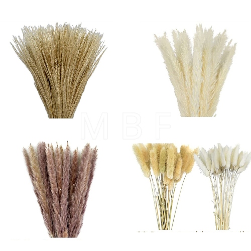 Mini Dried Pampas Grass HULI-PW0002-112C-1