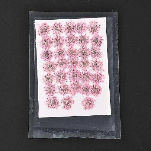 Pressed Dried Flowers DIY-K032-58B-1