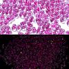 Luminous Glass Seed Beads X1-SEED-A033-07F-2