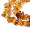 Natural Amber Chip Beads Strands X-G-E271-81-2