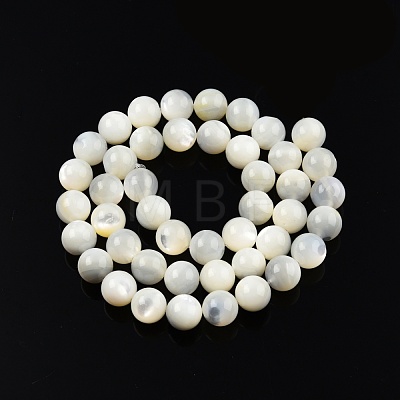 Natural White Shell Bead Strands SSHEL-N003-144H-01-1