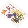 Pressed Dried Flowers DIY-YWC0001-99-4