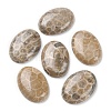 Natural Fossil Coral Cabochons G-J329-20-10x14mm-4