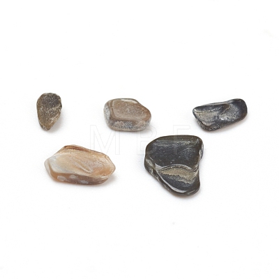 Natural Freshwater Shell Beads BSHE-I011-03A-1