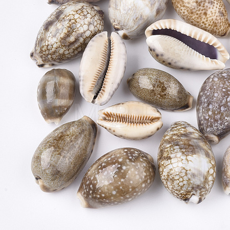 Cowrie Shell Beads SSHEL-S258-59A-1