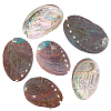 Natural Paua Shell Display Decorations DJEW-WH0042-147-1