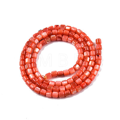 Natural Freshwater Shell Beads Strands SHEL-N003-33-A06-1