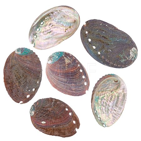 Natural Paua Shell Display Decorations DJEW-WH0042-147-1
