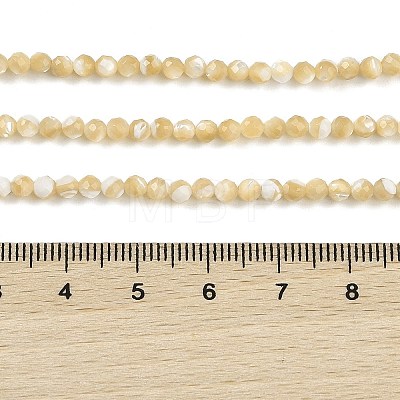 Natural Trochus Shell Beads Strands BSHE-G036-08B-02-1