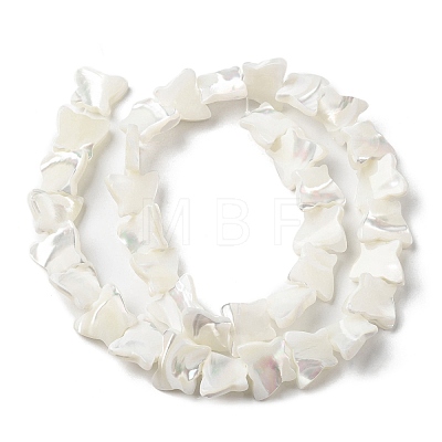 Natural Trochid Shell/Trochus Shell Beads Strands SSHEL-R145-02-1