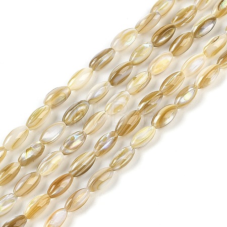 Natural Freshwater Shell Beads Strands X-BSHE-G036-03-1