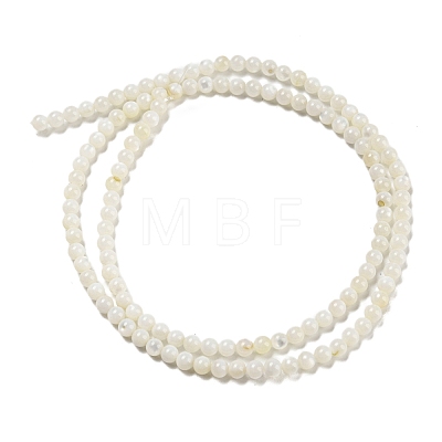 Natural Freshwater Shell Beads Strands BSHE-Z005-02-1