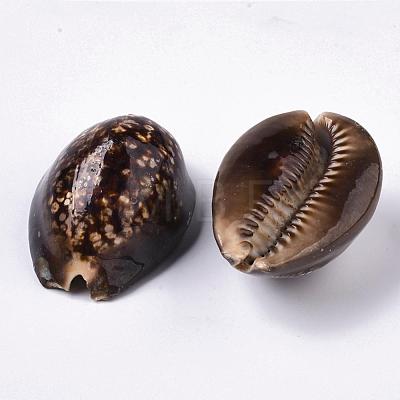 Natural Cowrie Shell Beads SSHEL-Q298-19-1