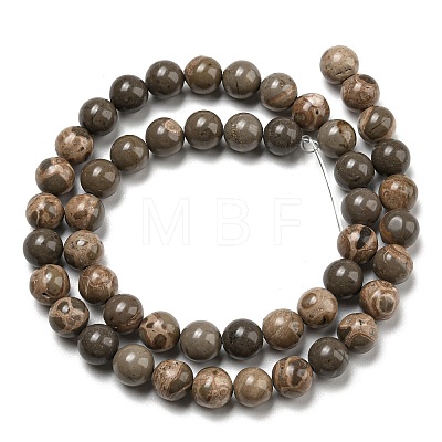 Natural Map Stone/Picasso Stone Beads Strands G-R494-A24-03-1
