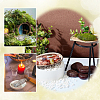 Natural Abalone Shell Display Decoration FIND-WH0817-038A-5