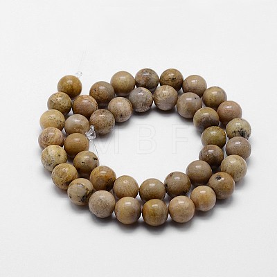 Natural Fossil Coral Beads Strands G-I131-21-8mm-1