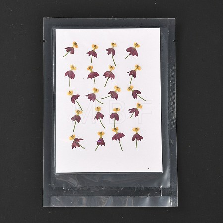 Blood-flower Milkweed Pressed Dried Flowers DIY-K032-59-1