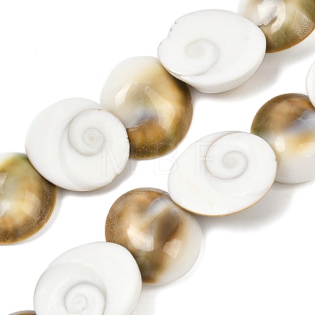 Natural Shiva Eye Shell Beads Strands SHEL-G021-01C-1