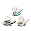 Natural Freshwater Shell & Paua Shell & White Shell Cabochons SHEL-C009-02-1