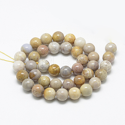 Natural Fossil Coral Beads Strands X-G-R446-6mm-28-1
