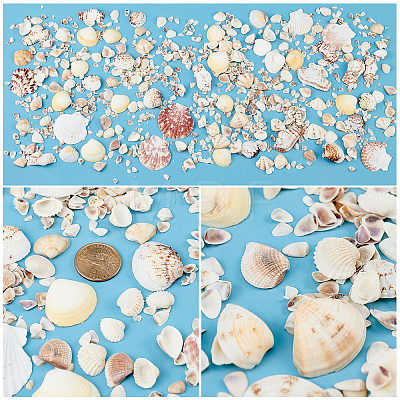 Natural Sea Shell Beads Kits SSHEL-PH0002-49-1