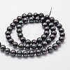 Shell Pearl Bead Strands X-BSHE-L025-05-6mm-2