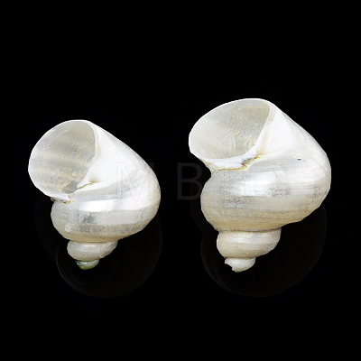 Natural Spiral Shell Beads SSHEL-N034-126-1