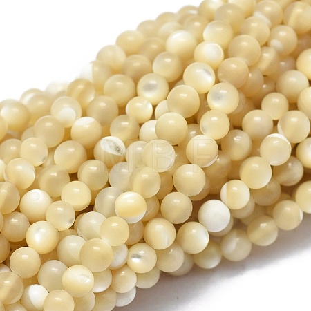Shell Beads Strands G-A177-04-26-1