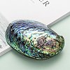 Natural Abalone Shell/Paua ShellDecoration X-SSHEL-F0005-01-5