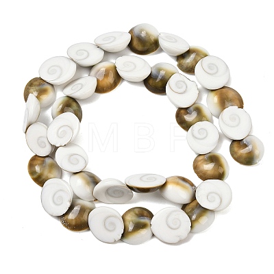 Natural Shiva Eye Shell Beads Strands SHEL-G021-01B-1